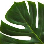 pianta Monstera, simbolo dello stile Jungle